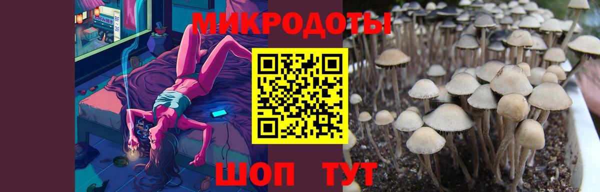 Псилоцибиновые грибы GOLDEN TEACHER Чернушка